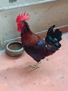 Full grown Rooster, Desi