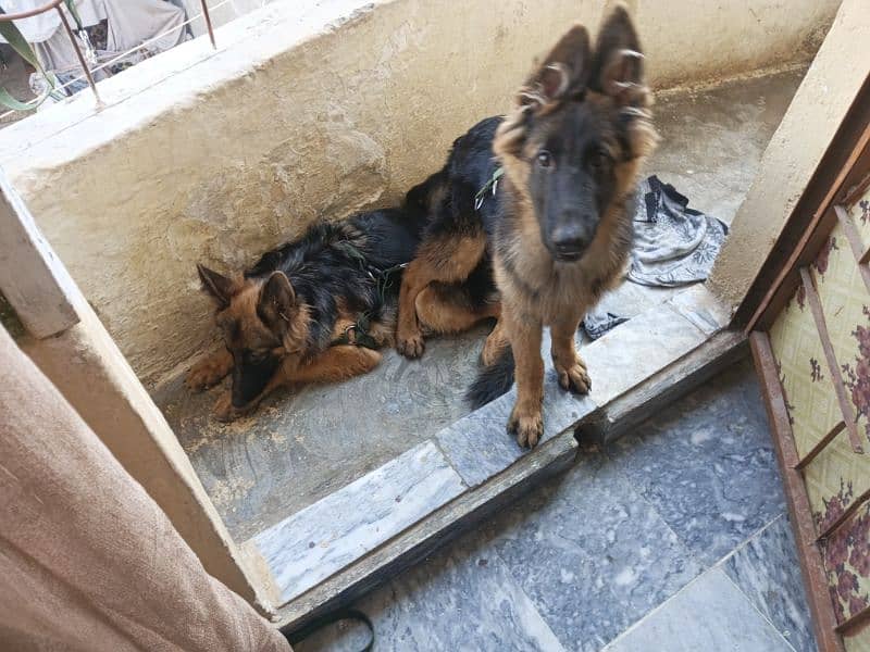 pedegree German shepherds puppies 5