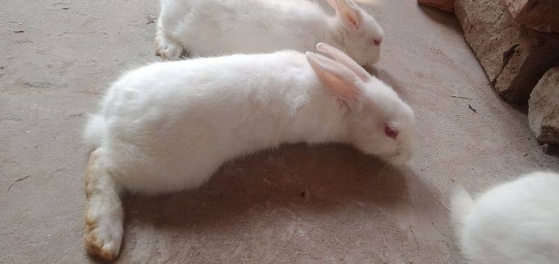 rabbits 2 Pairs 1