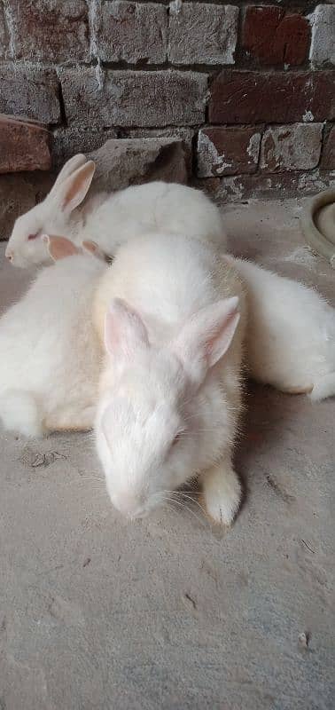 rabbits 2 Pairs 4