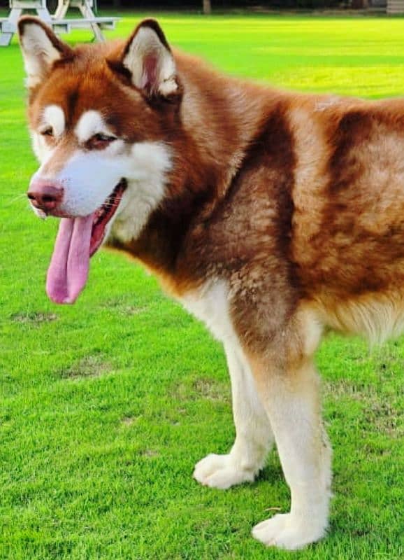 Alaskan malamute husky stud cross 1