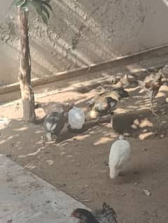 Aseel and Desi hens for sale