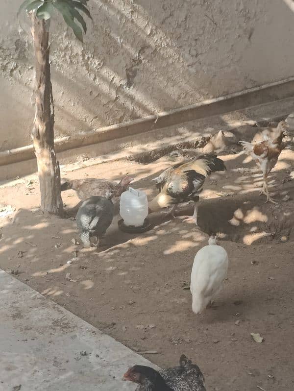 Aseel and Desi hens for sale 0