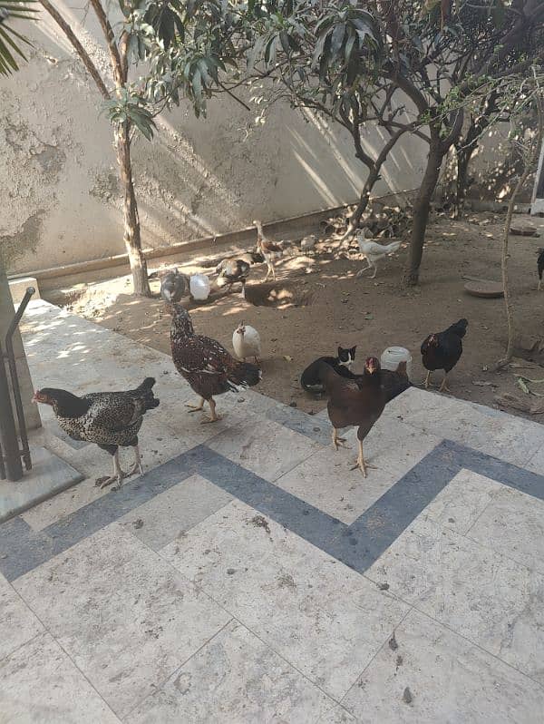 Aseel and Desi hens for sale 1