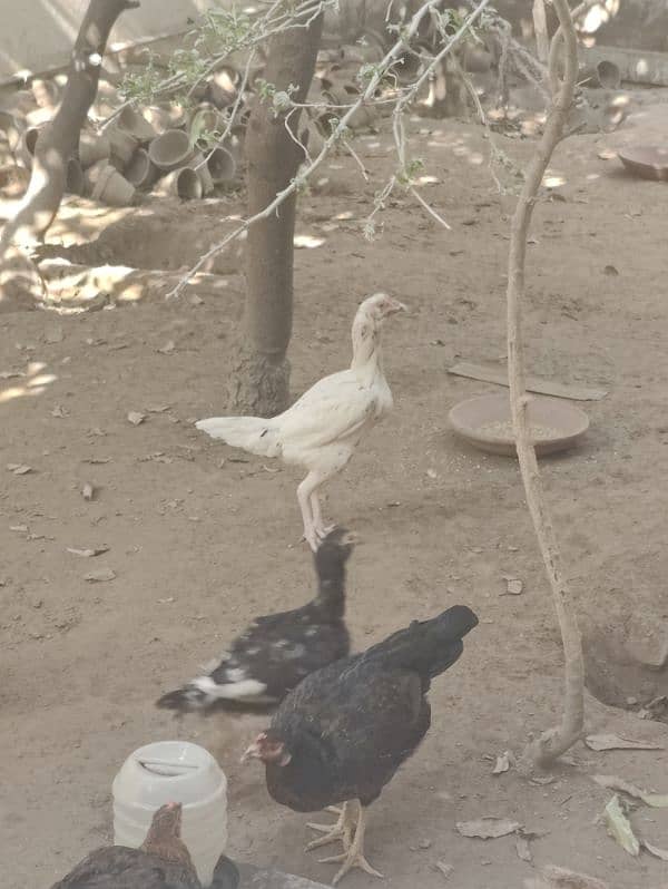 Aseel and Desi hens for sale 2