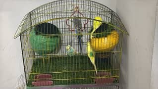 “Lovebirds for Sale – 2 Pairs with Cage