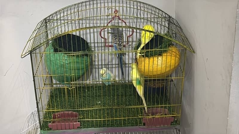 “Lovebirds for Sale – 2 Pairs with Cage 0