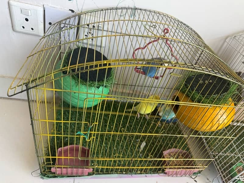 “Lovebirds for Sale – 2 Pairs with Cage 1