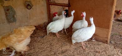 white cheeni hens