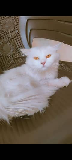 persian doll face double coated for sale age: 1year