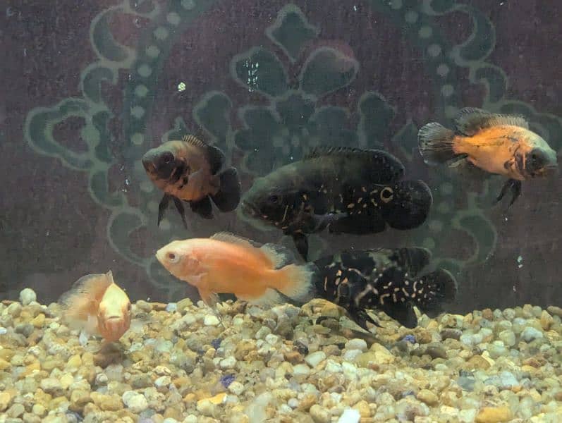 Oscar, snow polar and others fishes are available 0