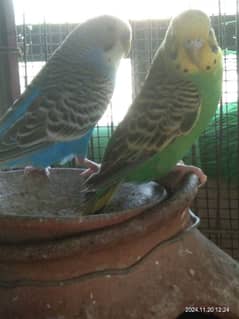 Australian budgie parrot  jumbo size