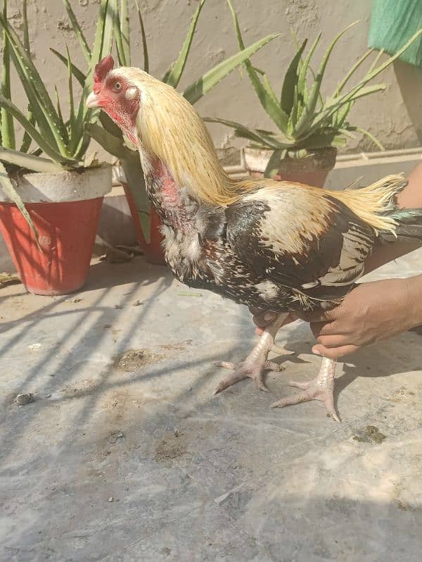 Aseel and Desi hens for sale 3