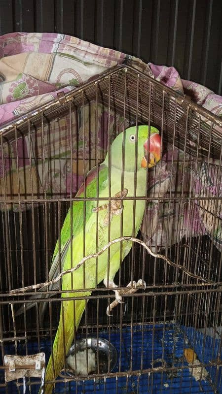 Raw Parrot Looking for new Home 0