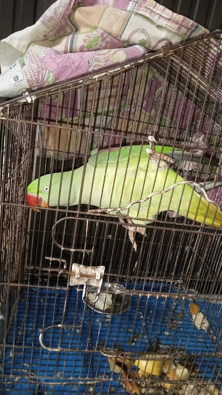 Raw Parrot Looking for new Home 1