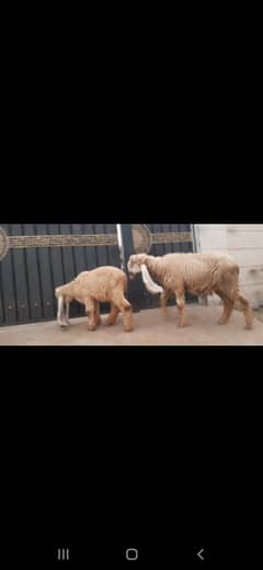 2 kajli sheep with 2female baby