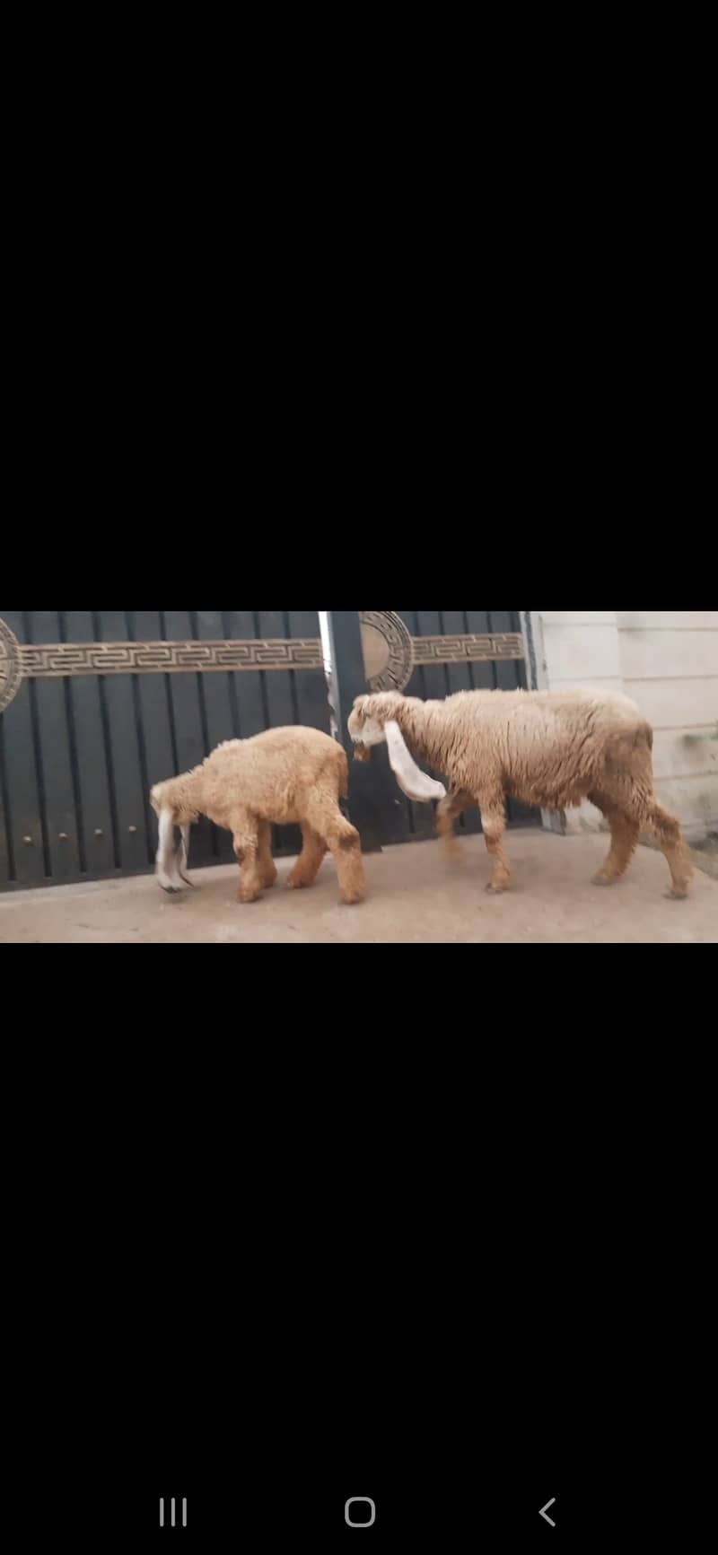 2 kajli sheep with 2female baby 0