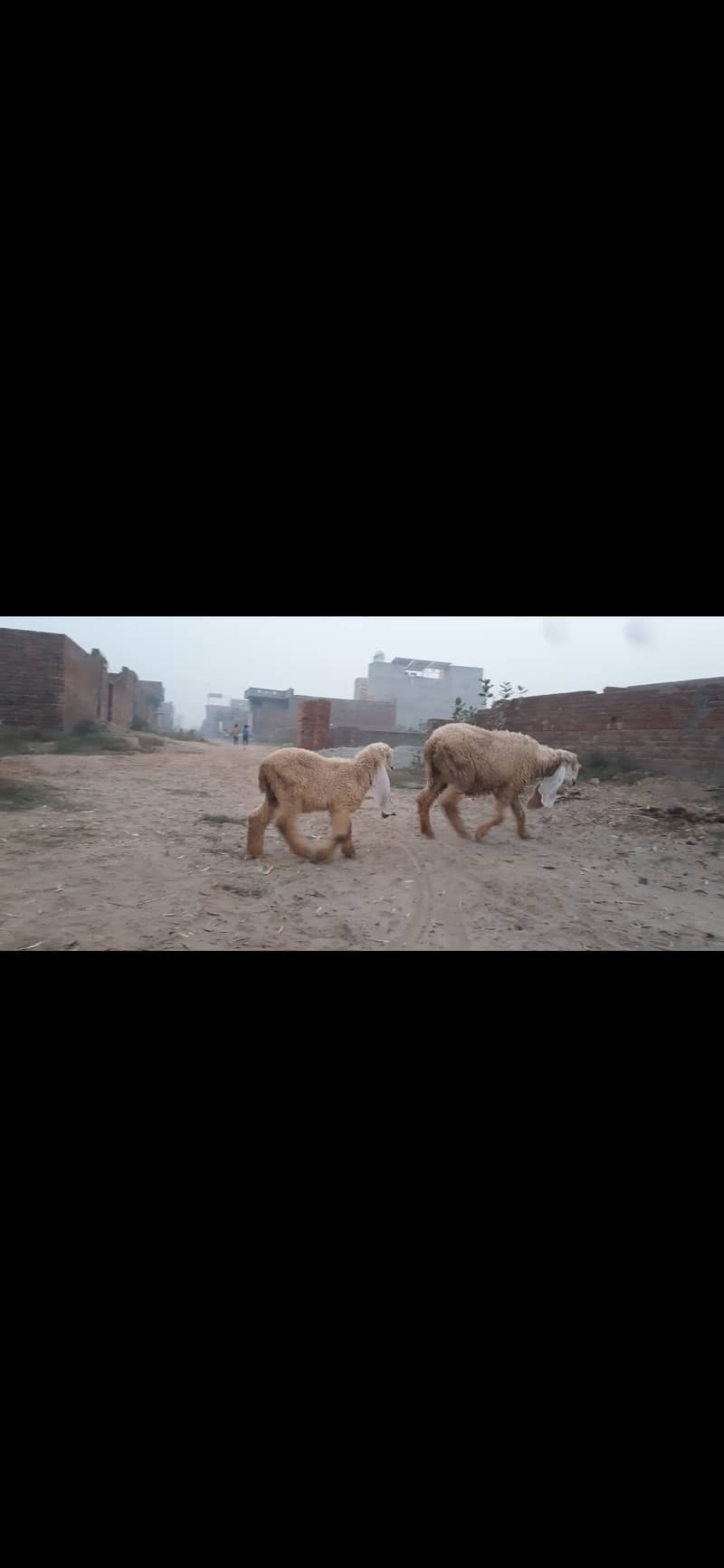 2 kajli sheep with 2female baby 1