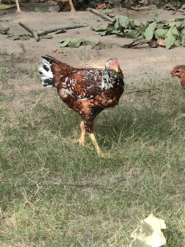 Aseel and Desi hens for sale 11