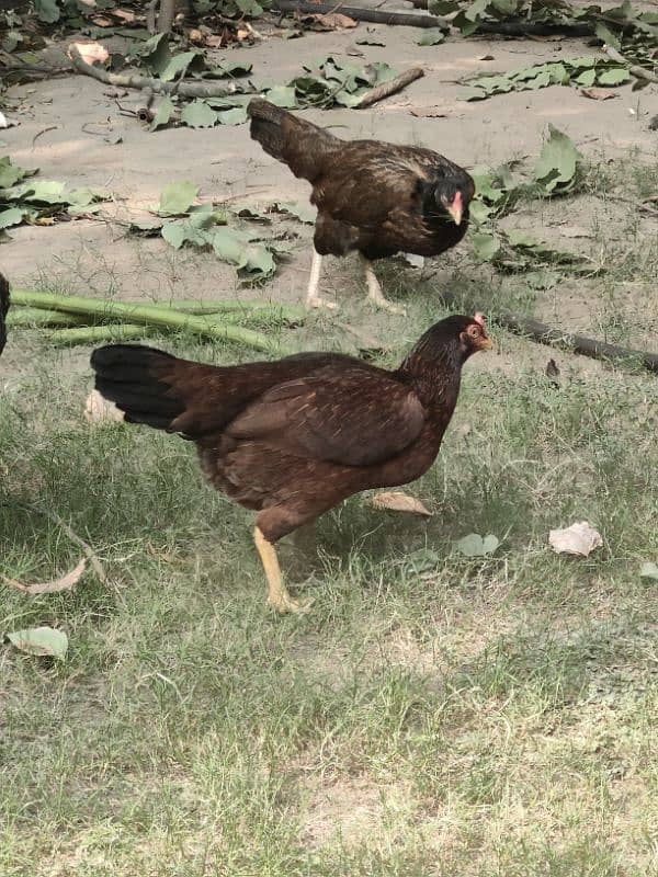 Aseel and Desi hens for sale 12