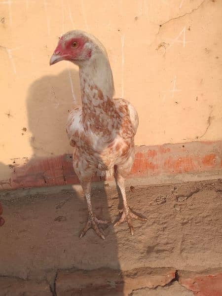 Aseel  sindhi  Pure Aseel Hens / Murghi 2