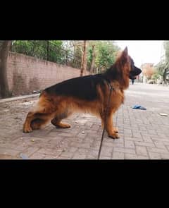 german shepherd puppies available for sell age 40 days