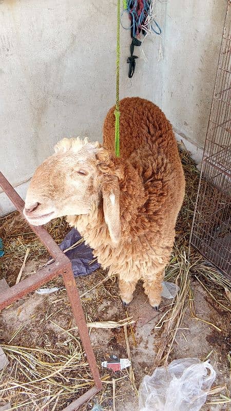 Sheep for sale 0