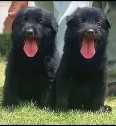 Black German Shepherd Pair | German Shepherd Long Coat Puppies