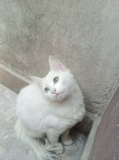 Persian kitten tripple coat odd eyes for sale