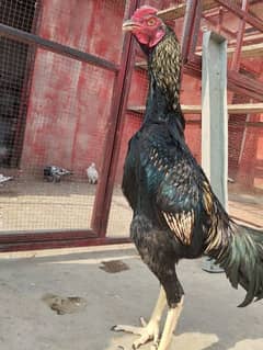 Pure Aseel Hen King Size Shamoo Long Hight