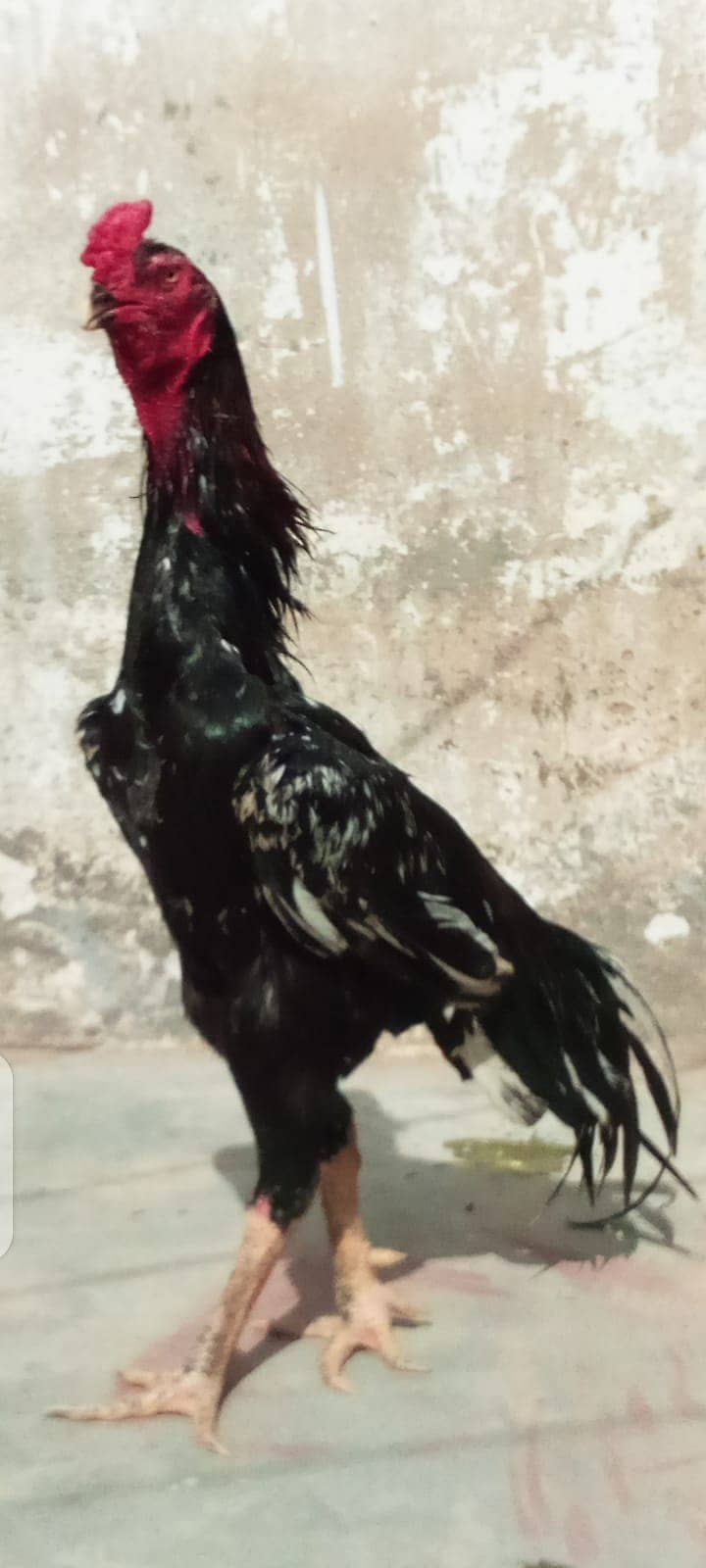 Black King Aseel shamo for sale 1