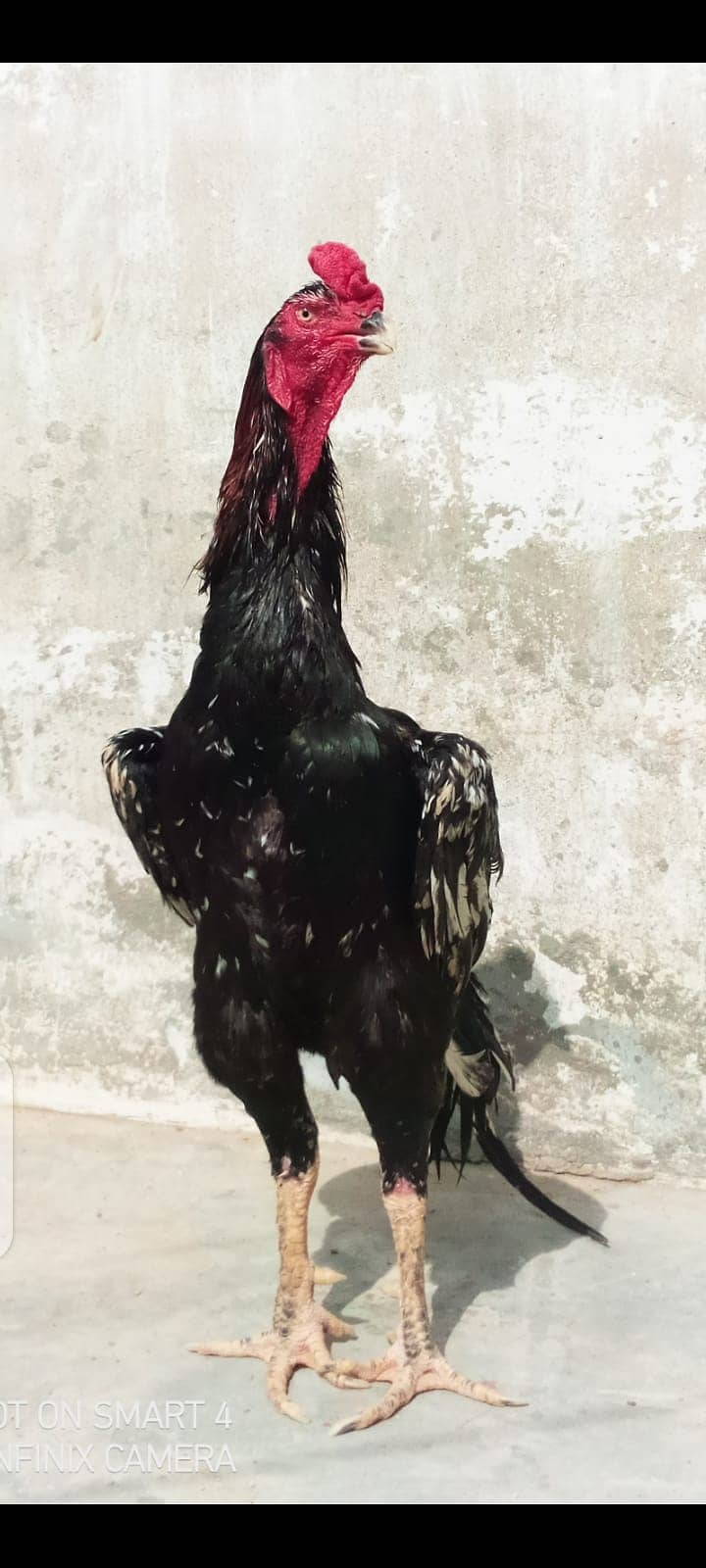 Black King Aseel shamo for sale 3