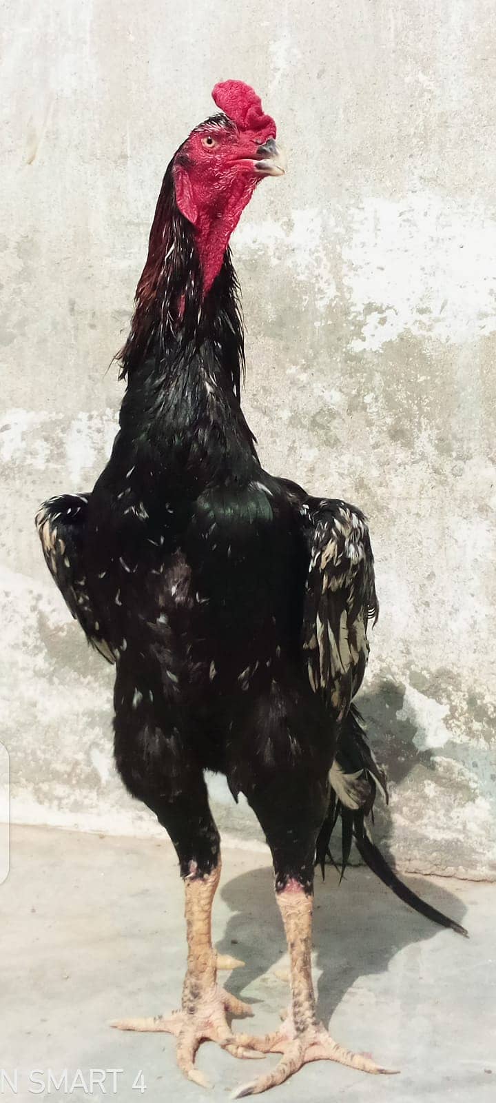 Black King Aseel shamo for sale 4