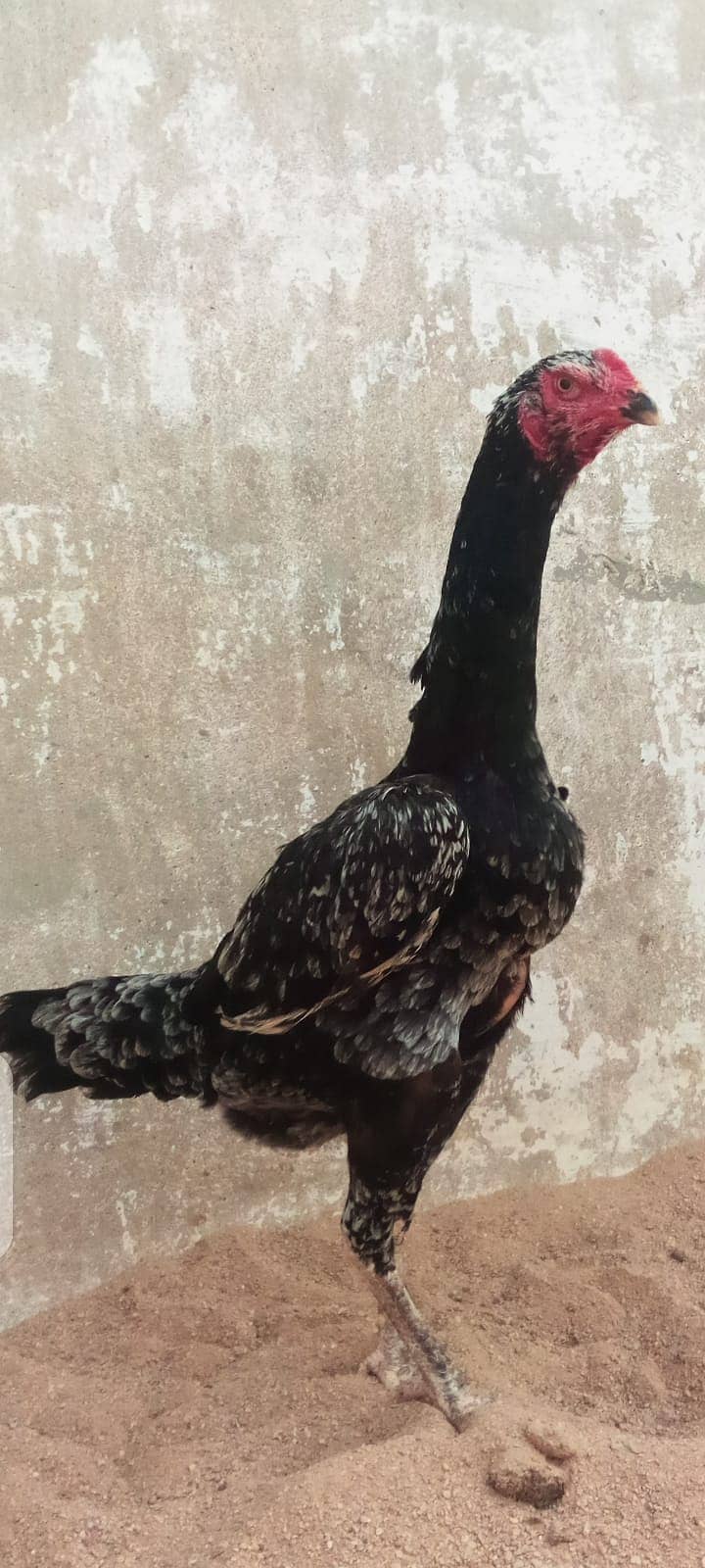 Black King Aseel shamo for sale 5