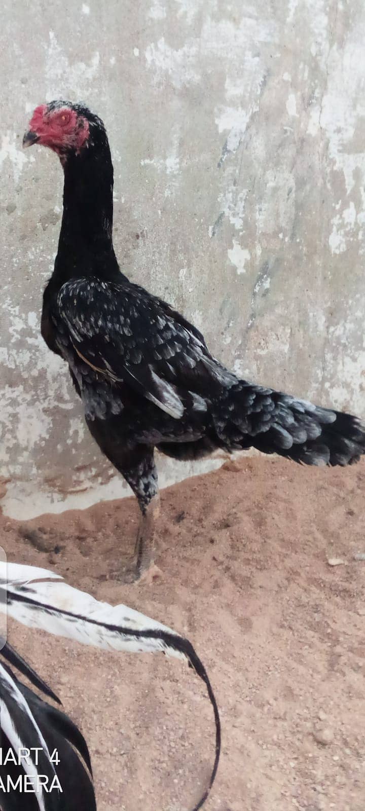 Black King Aseel shamo for sale 6