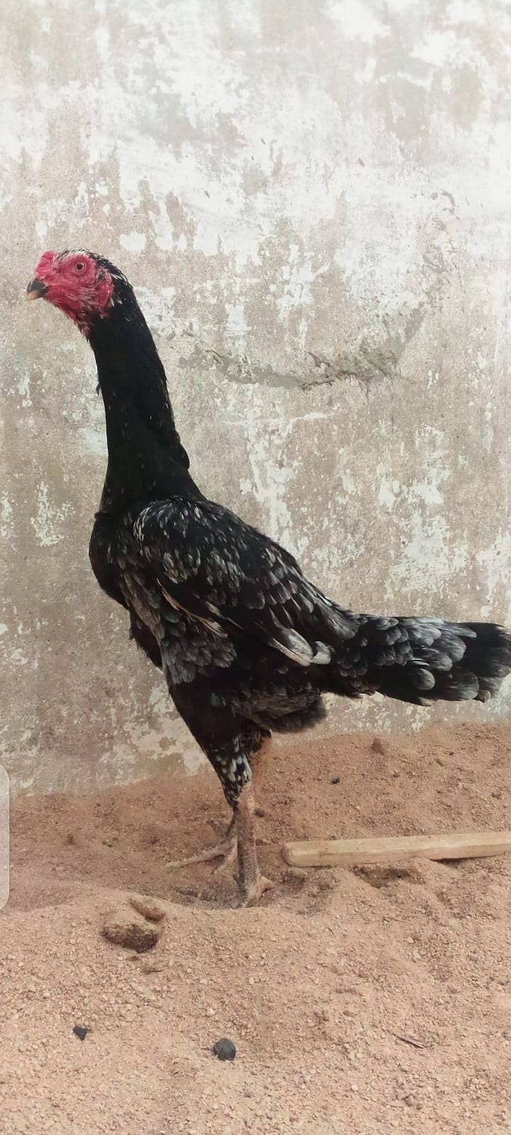 Black King Aseel shamo for sale 7