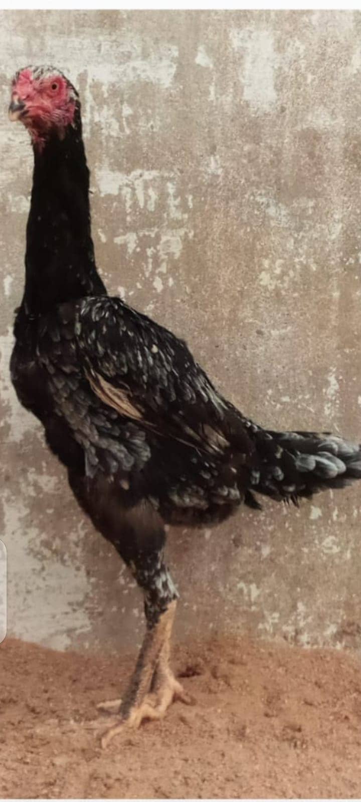 Black King Aseel shamo for sale 8