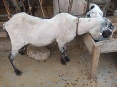 breeder sheep and zero size gulabi tedda and sheep path