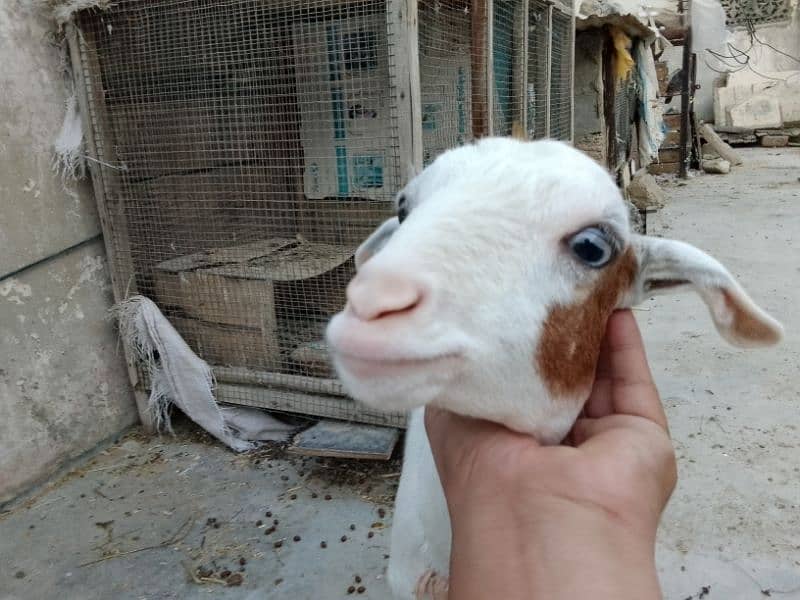 breeder sheep and zero size gulabi tedda and sheep path 2