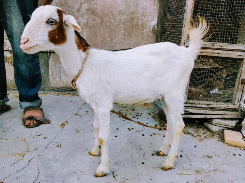 breeder sheep and zero size gulabi tedda and sheep path 4