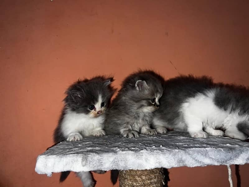 tripple coat persian kittens 1 month 0