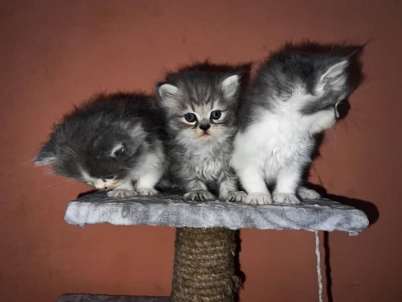 tripple coat persian kittens 1 month 1