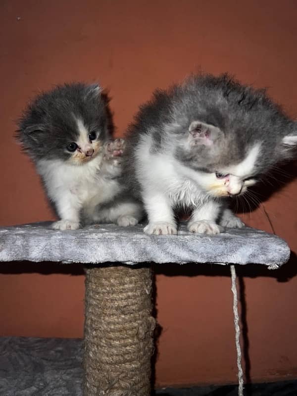 tripple coat persian kittens 1 month 2