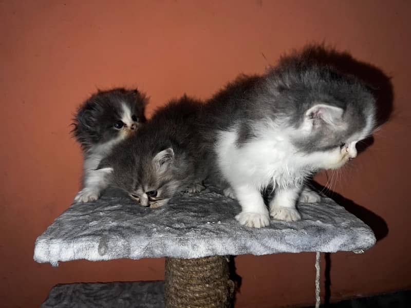 tripple coat persian kittens 1 month 4