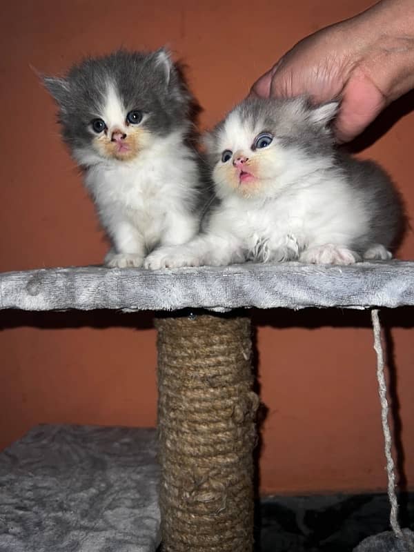 tripple coat persian kittens 1 month 5