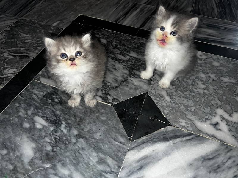 tripple coat persian kittens 1 month 6