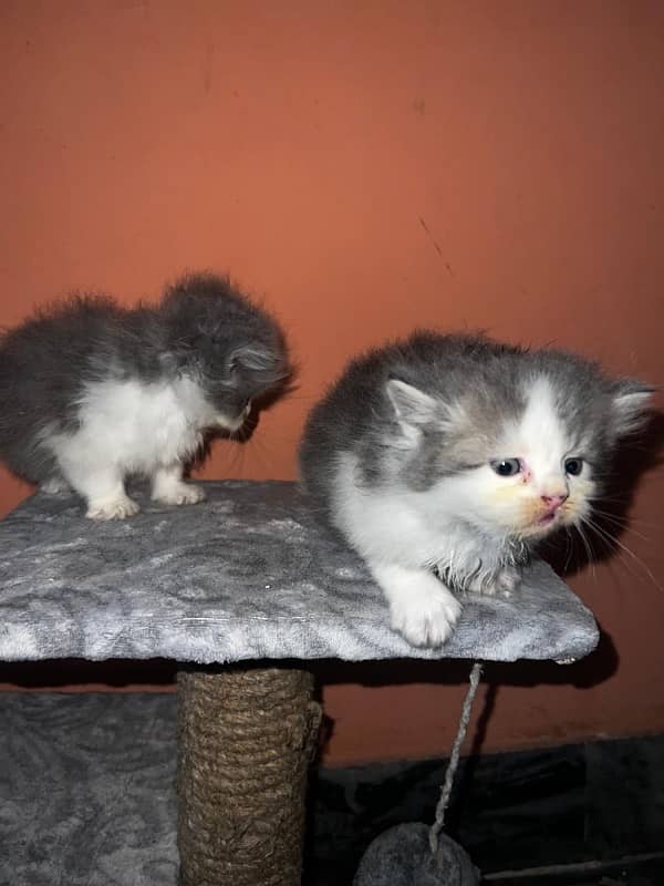 tripple coat persian kittens 1 month 7