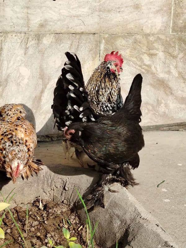 2 Black Bentum female and 1 Mili flower female available for sale 1