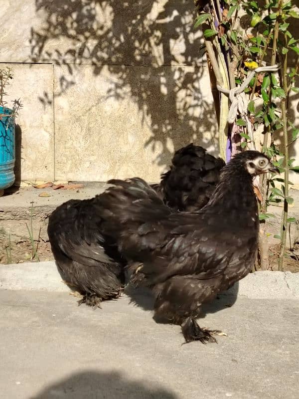 2 Black Bentum female and 1 Mili flower female available for sale 2