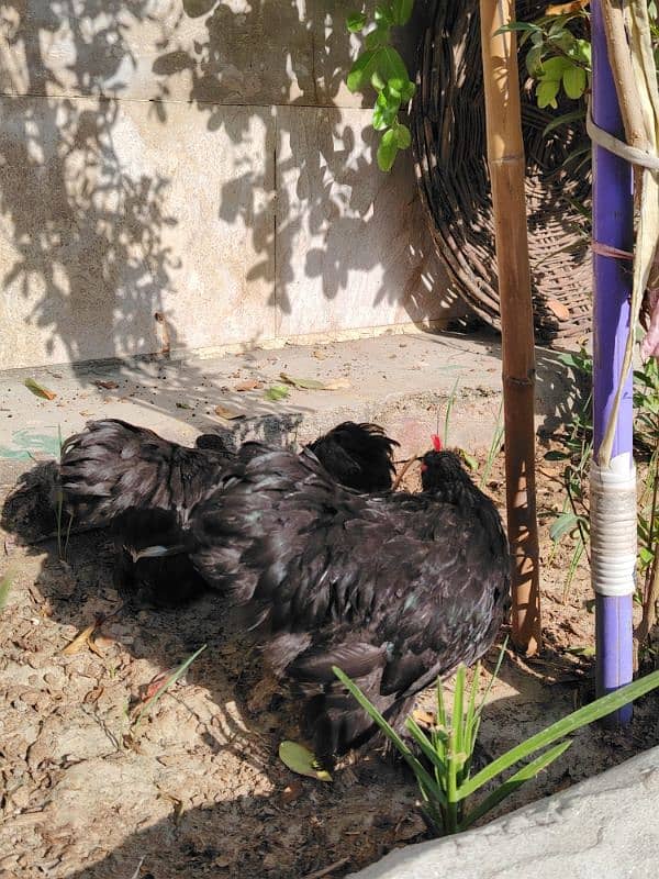 2 Black Bentum female and 1 Mili flower female available for sale 3